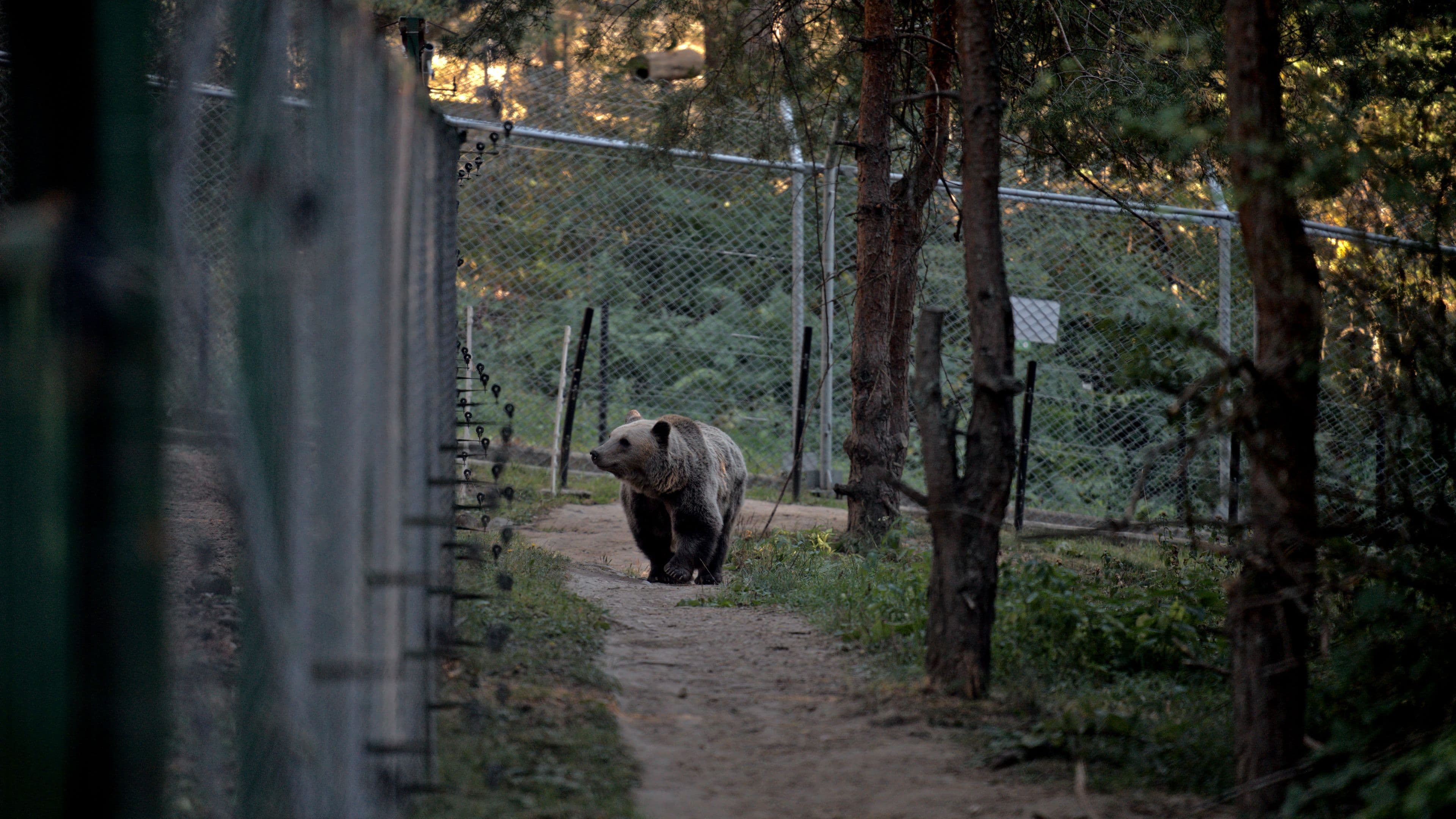 Boyka the bear inspects the perimeter