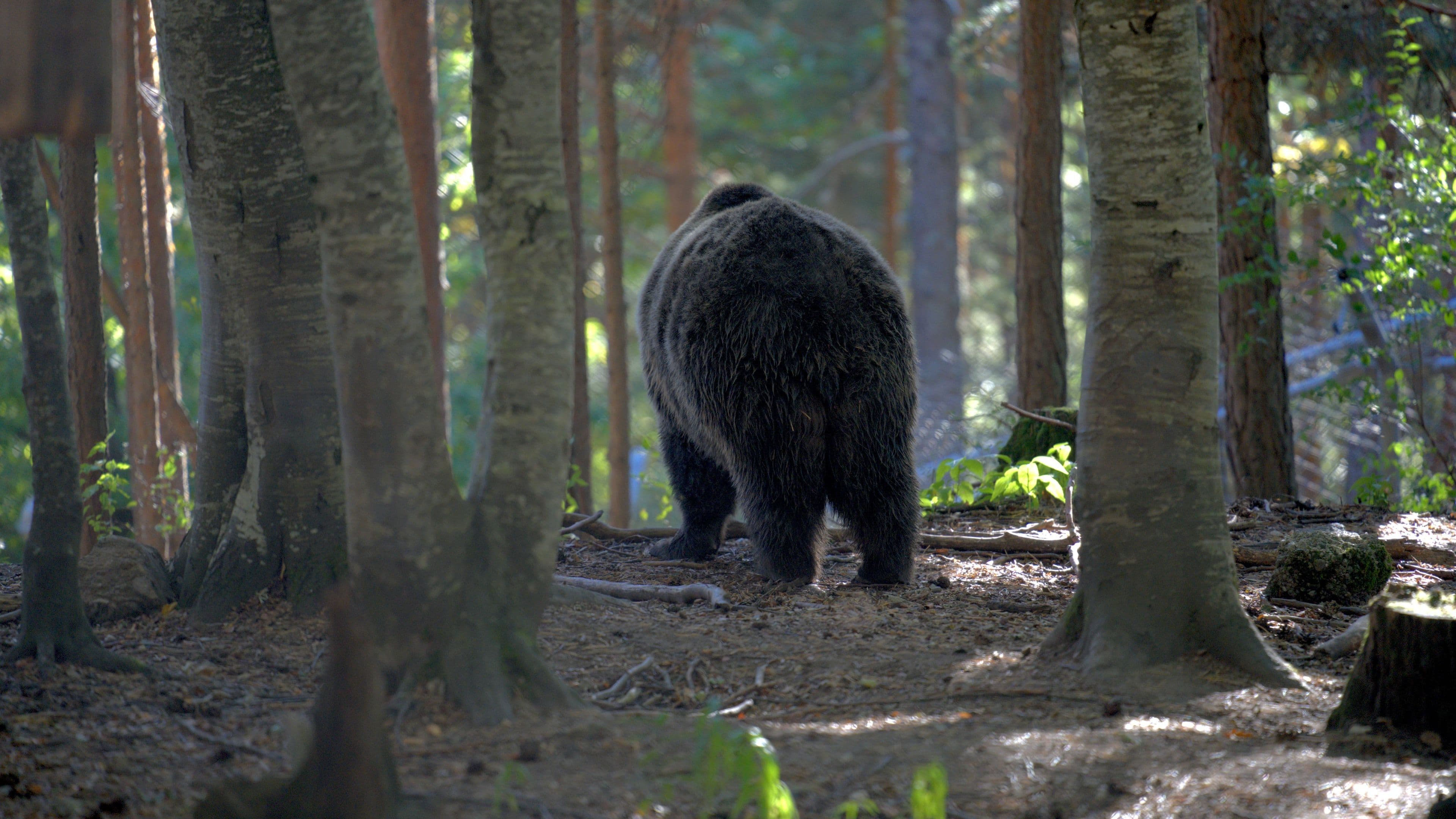 Shy bear with turned back