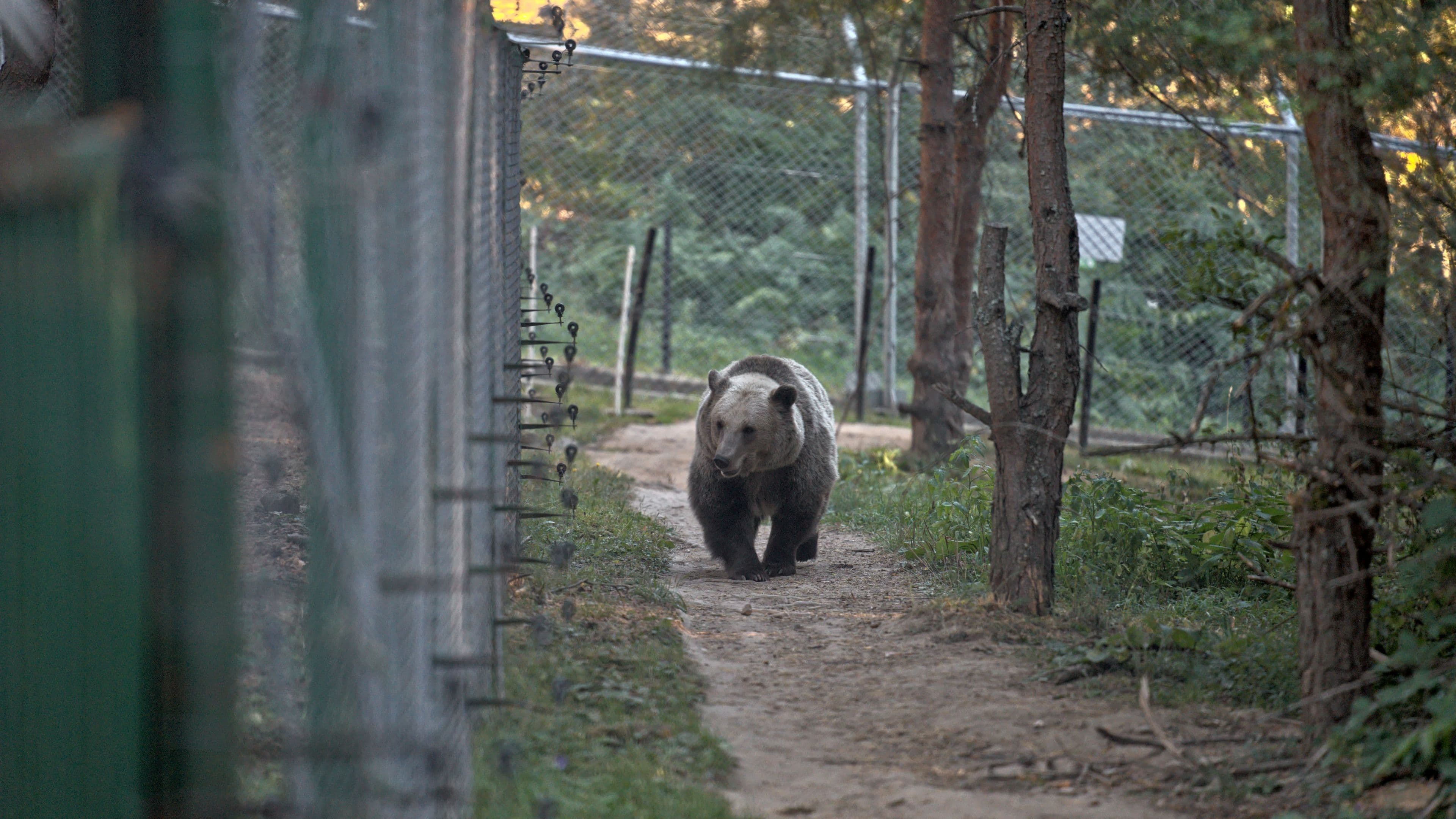 Boyka the bear inspects the perimeter