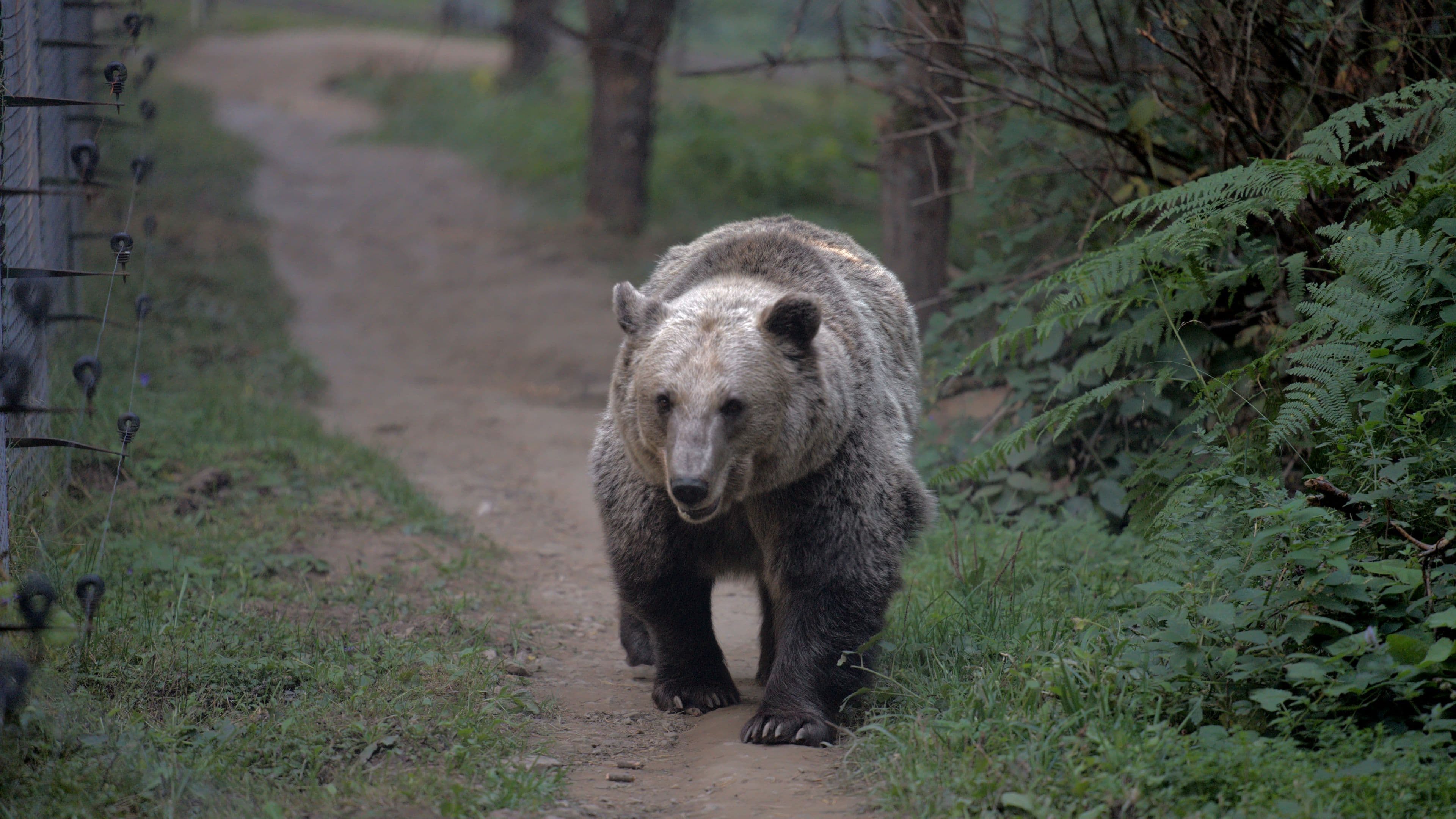 Boyka the bear visit the guests