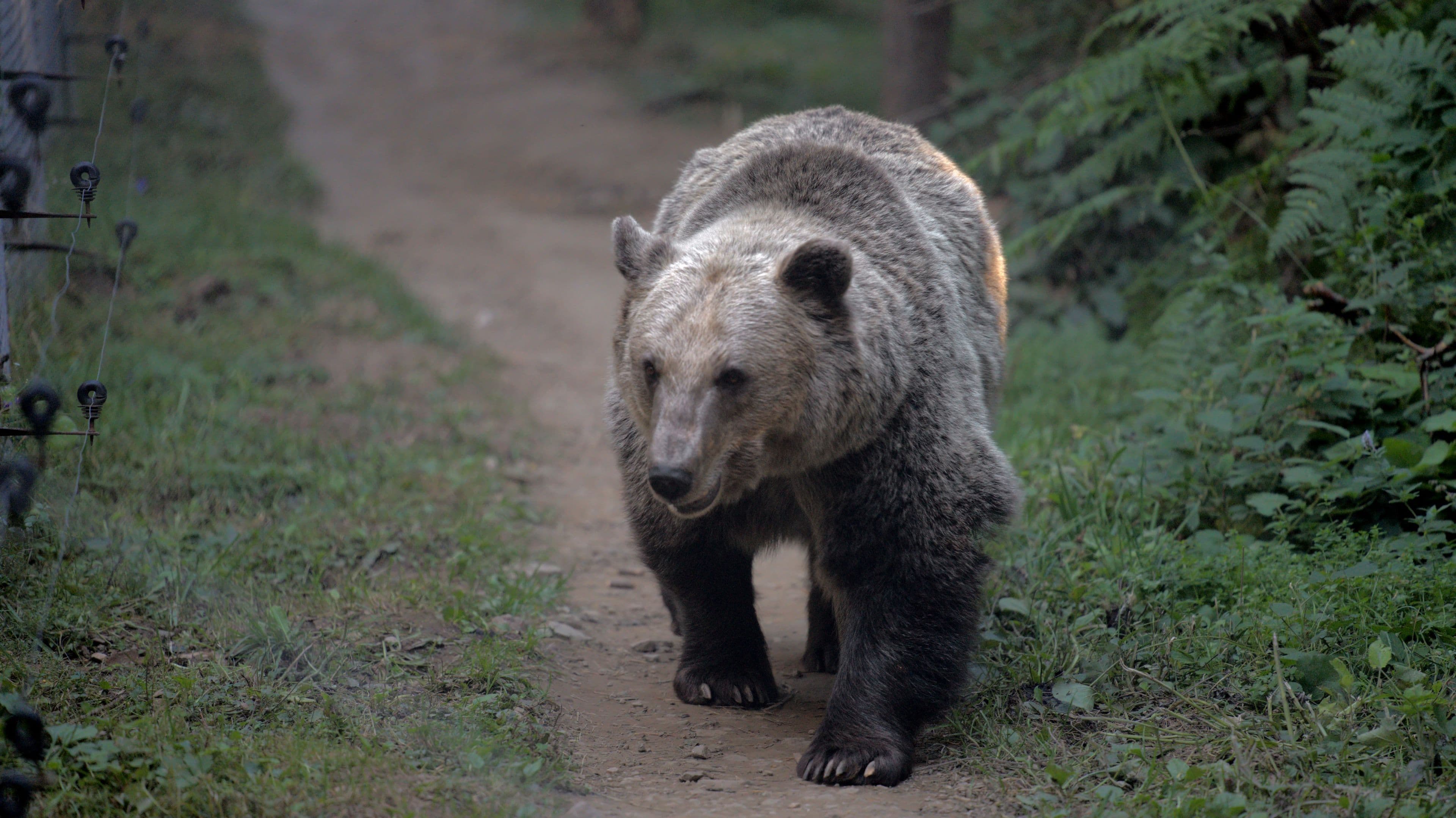 Boyka the bear respects the visitors