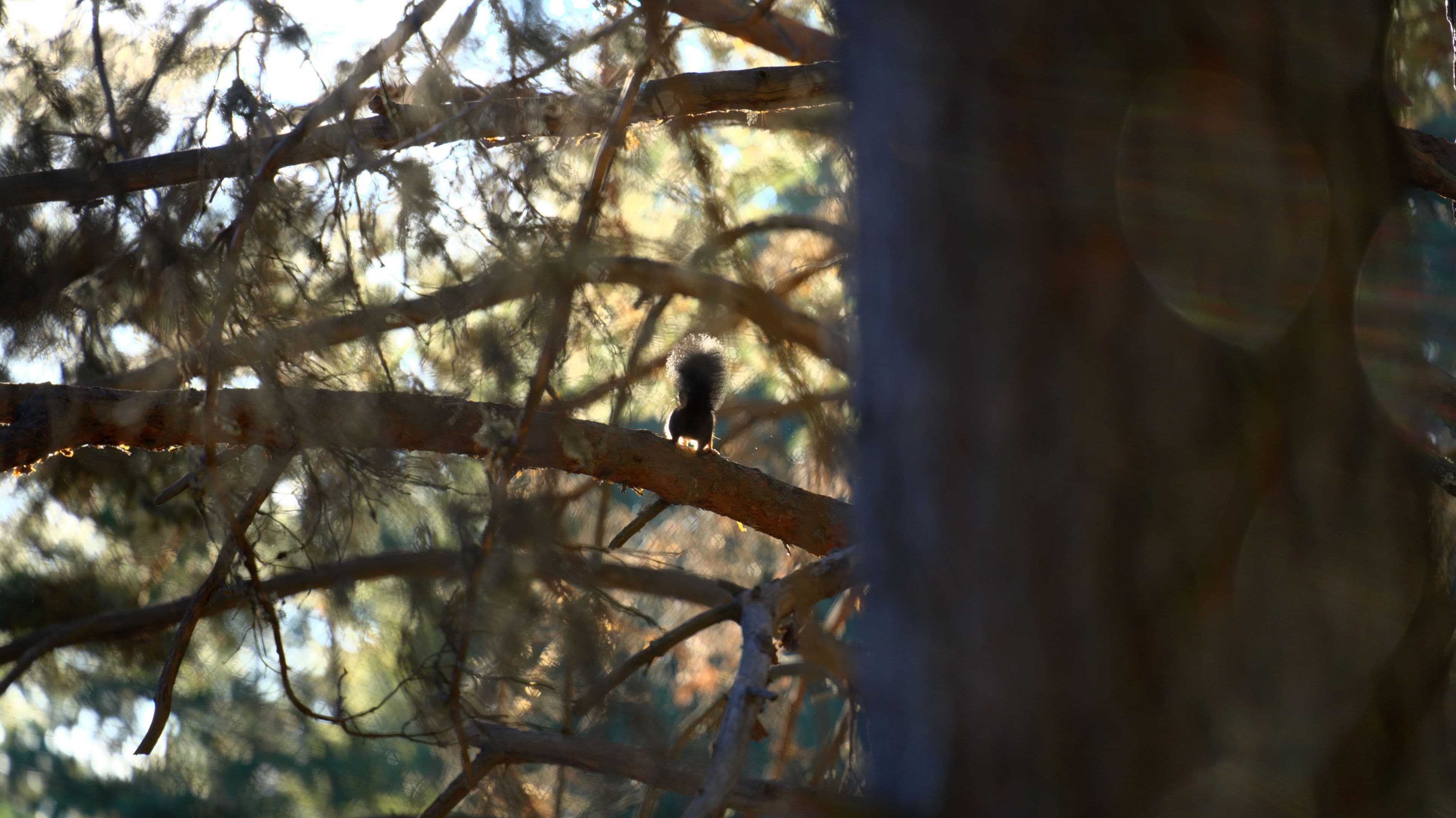 A squirrel friend watches over the bears