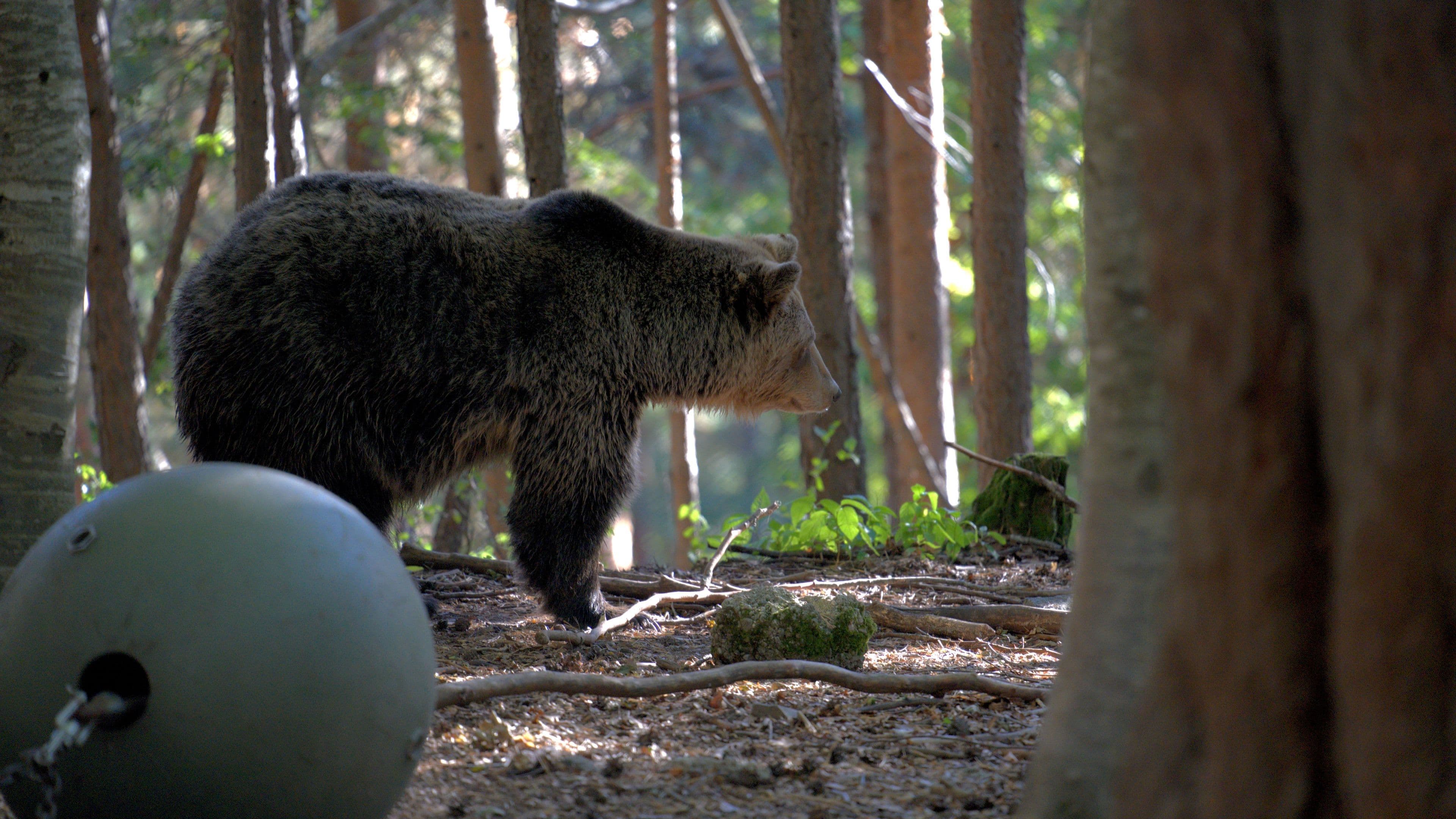 Shy bear thinking