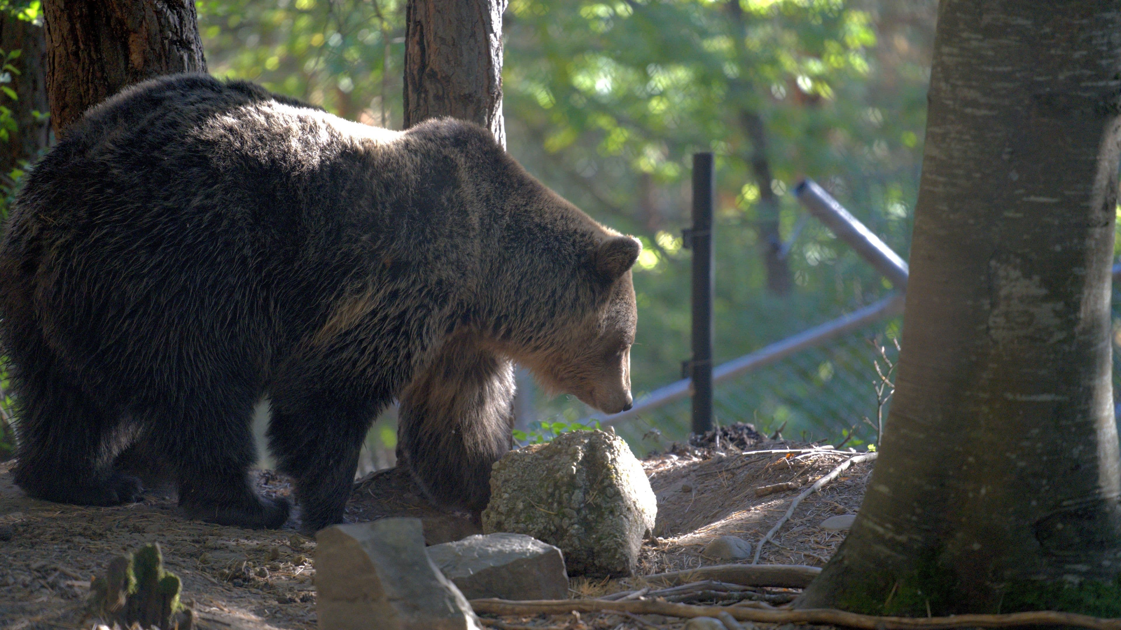 Shy bear sniffs a rock