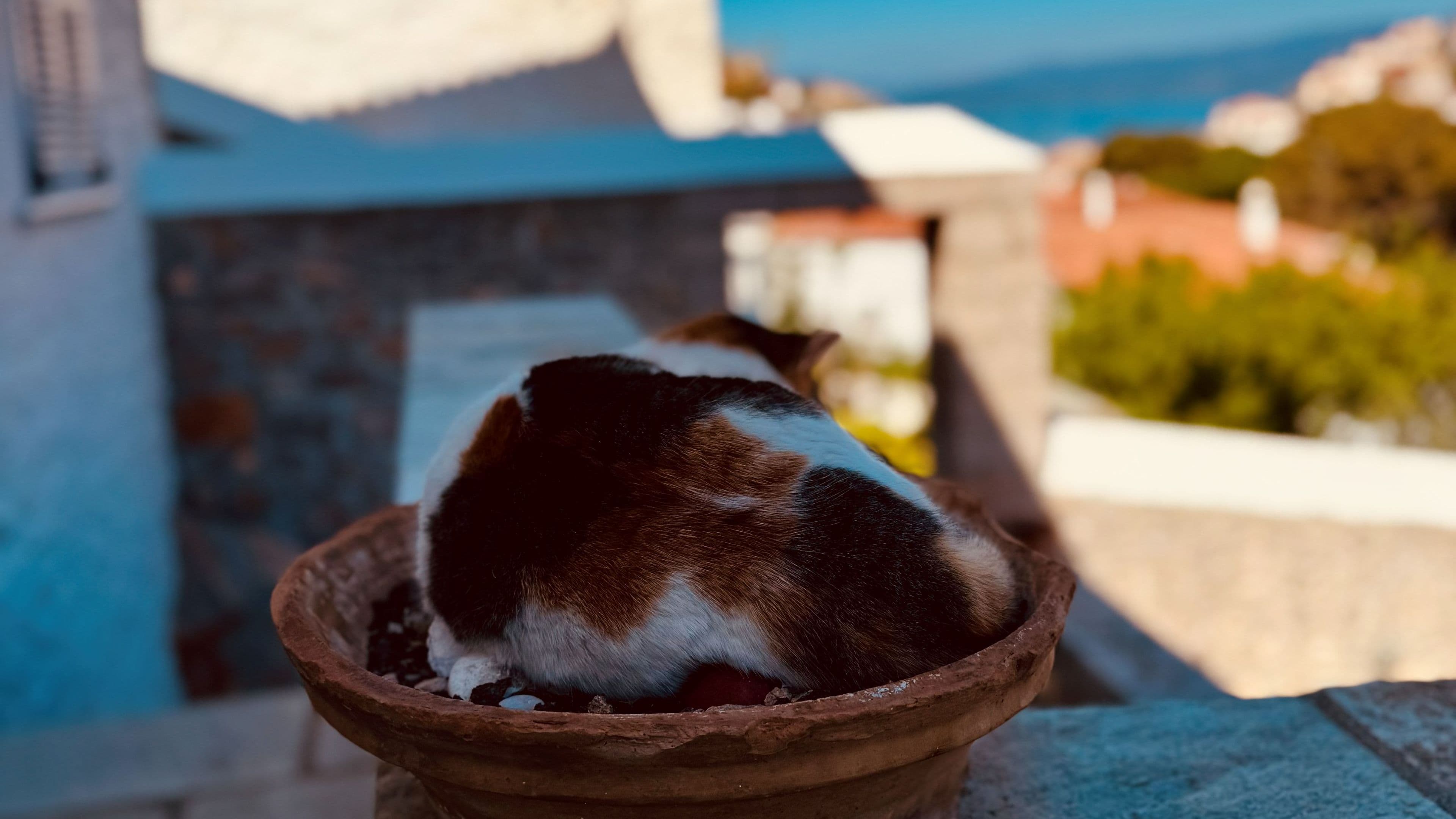Cat relax on Hydra island
