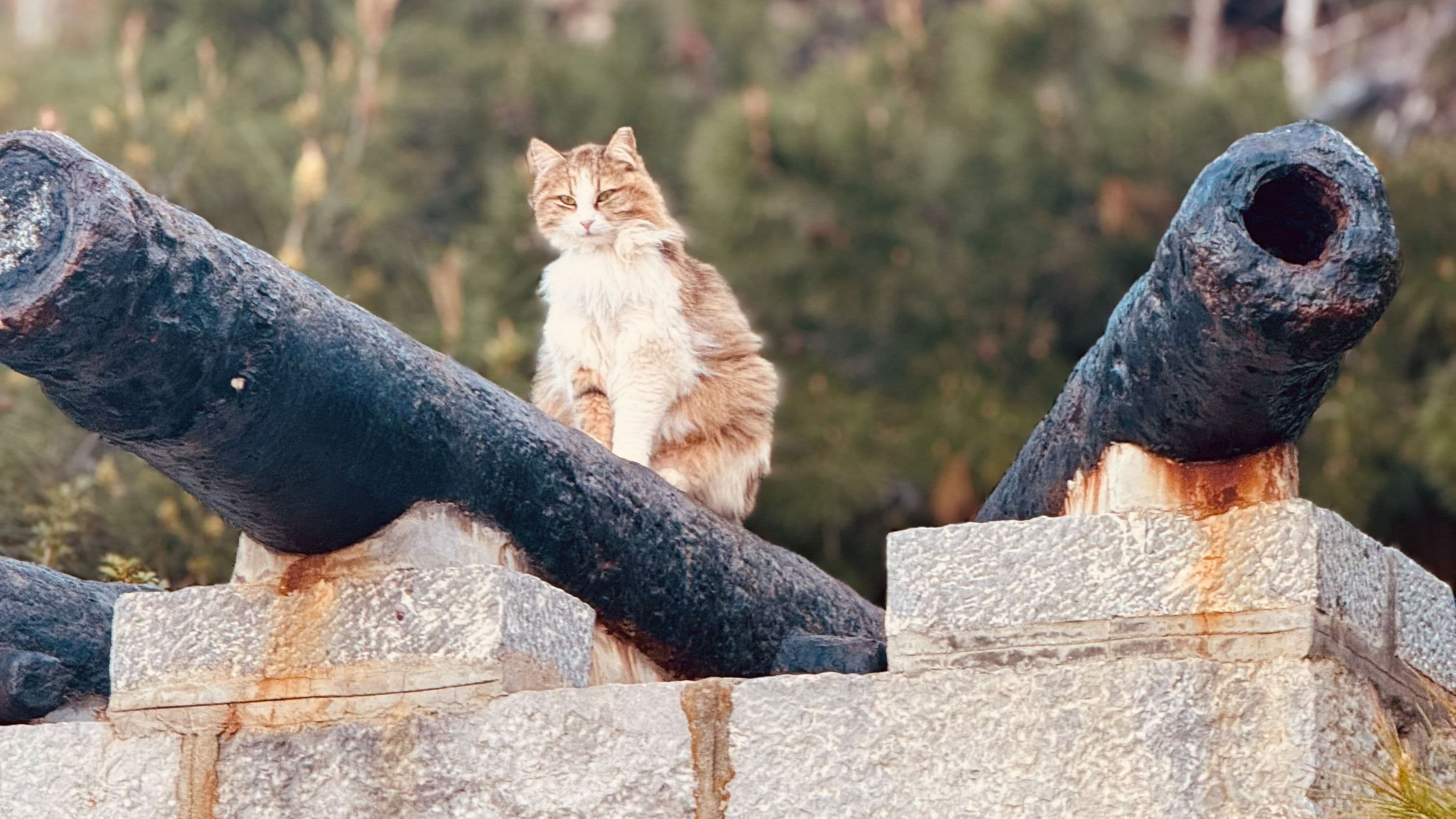 Gunner cat - Hydra 2025 edition